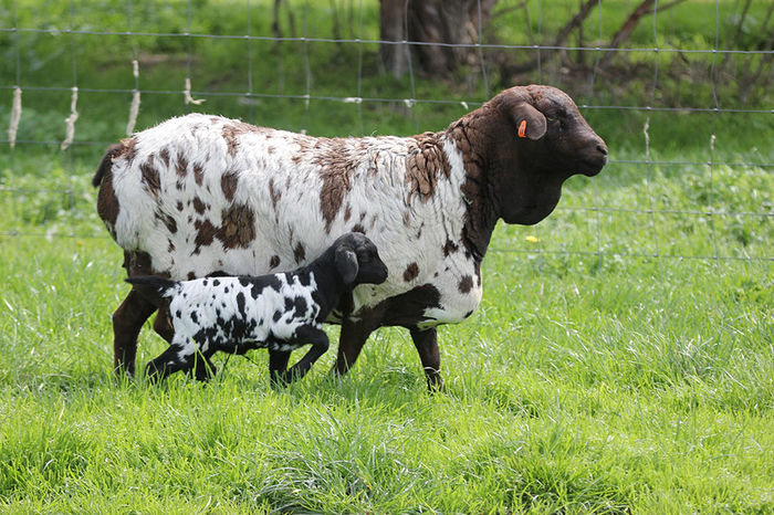 Oaie Persana cu miel - Rase de oi si capre-Poze deosebite-3