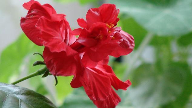 hibiscus rosu involt - HIBISCUSI