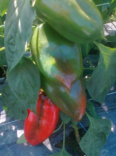 210920141234 - cultura 2014