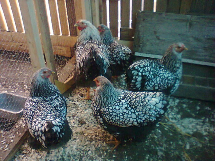 Fotografie3052 - WYANDOTTE ARGINTIU 2014-2015