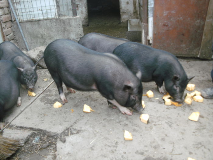 BILD0535 - porci vietnamezi de sacrificat