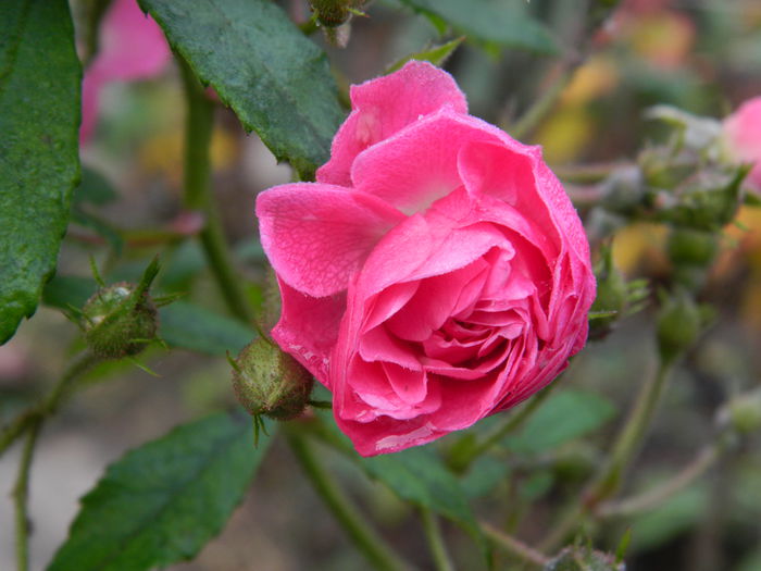 DSCN5639 - TRANDAFIRI_DE_DECEMBRIE_2014