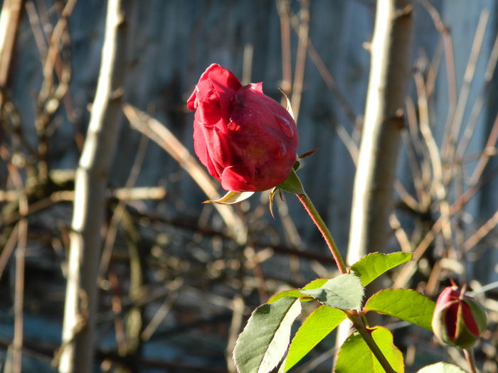 DSCN5928 - TRANDAFIRI_DE_DECEMBRIE_2014