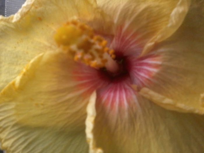 20141211_091421 - hibiscusi2015-1