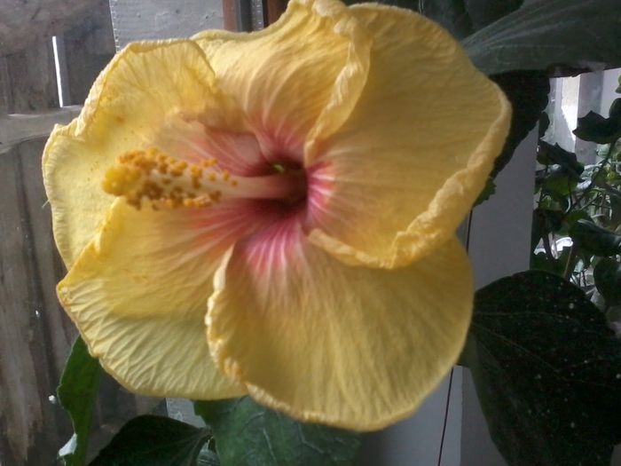 20141211_091744 - hibiscusi2015-1