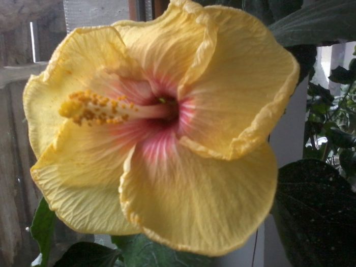 20141211_091746 - hibiscusi2015-1