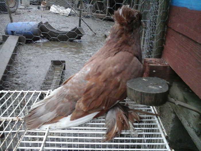 20141208_155637 - urias si incaltati cu mot