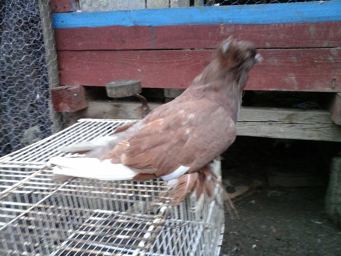 20141208_155615 - urias si incaltati cu mot