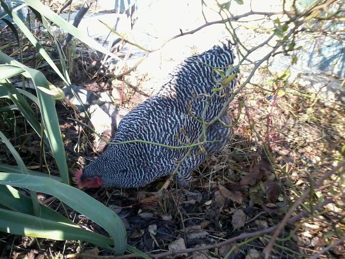 barred rock; free range
