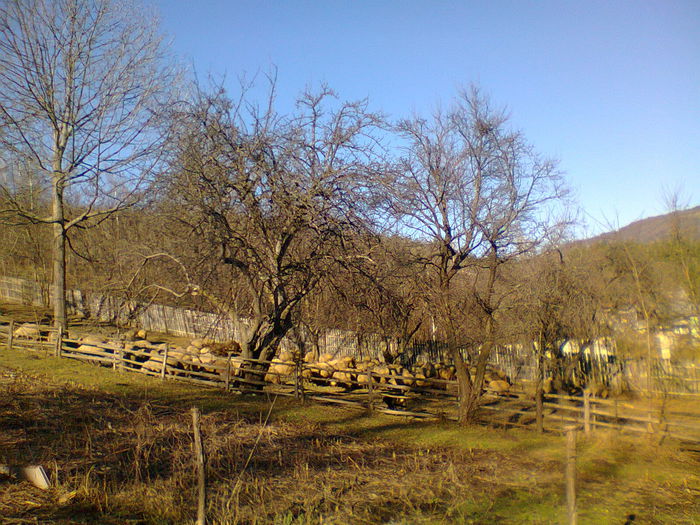 oile la pascut iarna