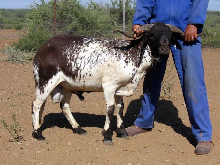 Berbec Damara deosebit - Rase de oi si capre-Poze deosebite-3