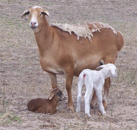 Oaie Meatmaster cu doi miei - Rase de oi si capre-Poze deosebite-3