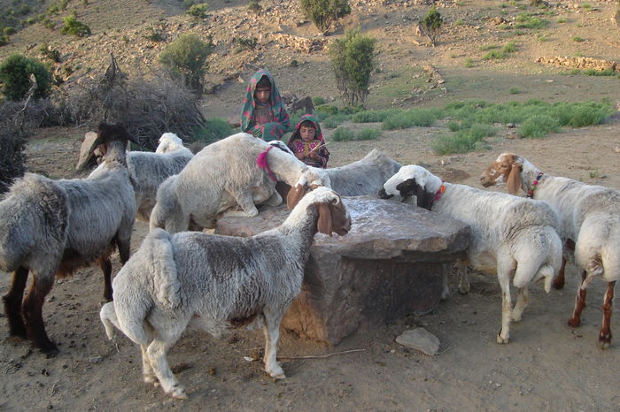 Oi Sherana la sare - Rase de oi si capre-Poze deosebite-3