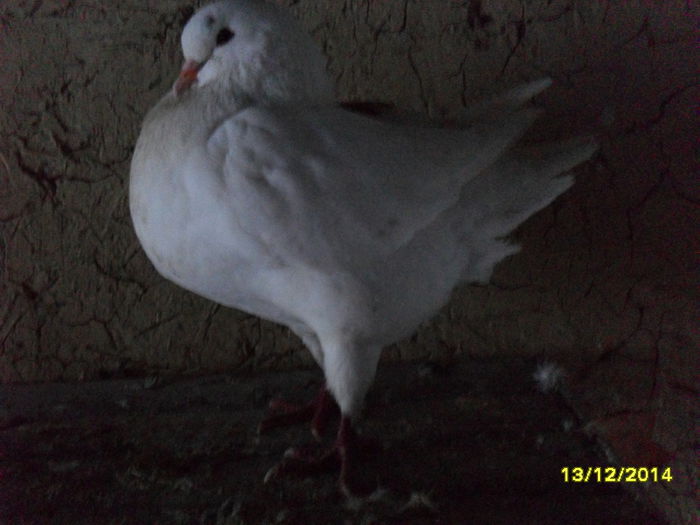 SDC13600