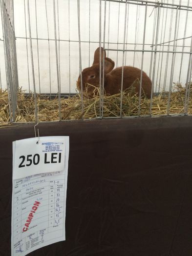 image - iepuri Neozelandez Rosu vanduta toata matca pe 18 12 2014