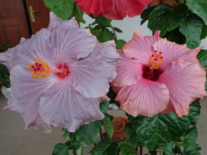 033 - A-HIBISCUS 2014