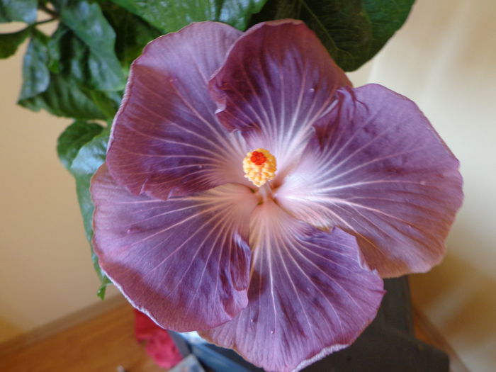 001 - A-HIBISCUS 2014