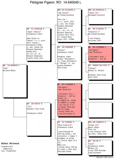 nicoara-mihai-ro-840-049-dr14-06-13-1 - PEDIGREE