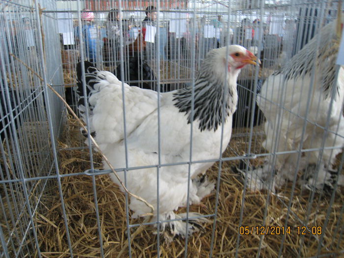 IMG_1227 - Expo Marghita 2014