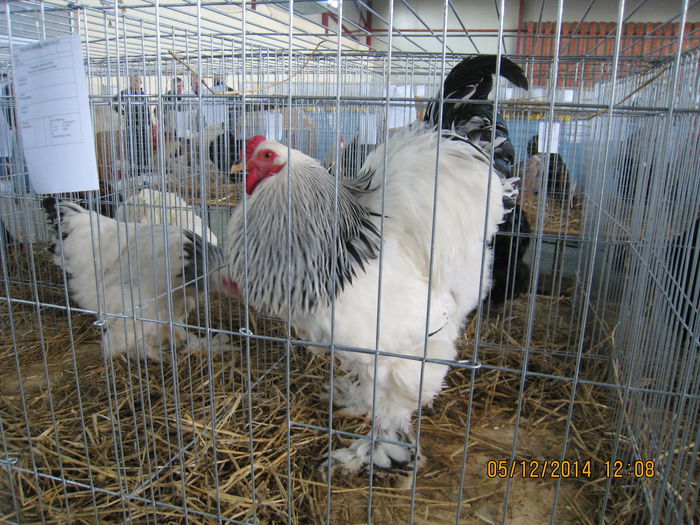 IMG_1231 - Expo Marghita 2014
