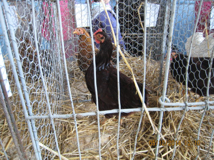 IMG_1247 - Expo Marghita 2014