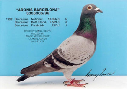 verAdonis_Barcelona - Ascendentii celebri ai porumbeilor mei