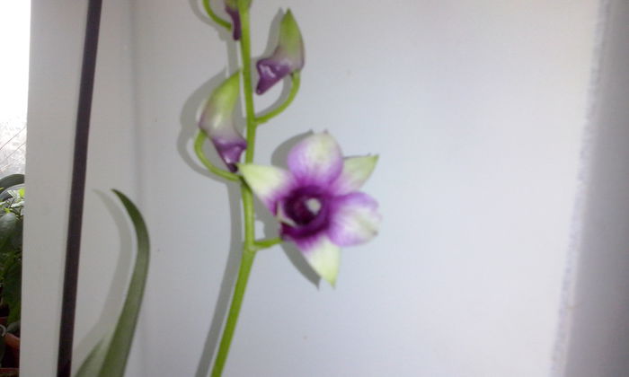 CAM00304 - flori 2014