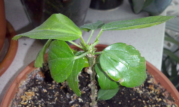 CAM00306 - flori 2014