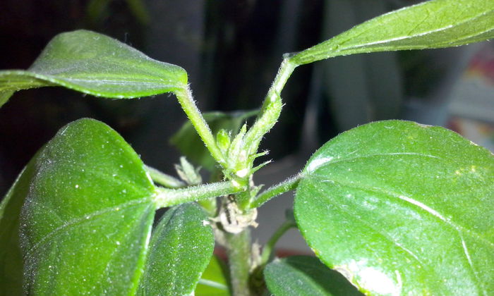 CAM00307 - flori 2014