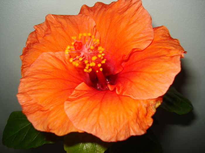 DSC09397 - HIBISCUS 2014