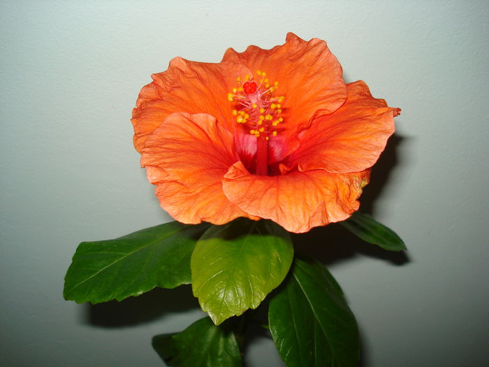 DSC09398 - HIBISCUS 2014