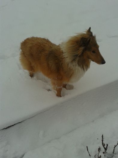 20141209_153912 - Lassie Collie Rough