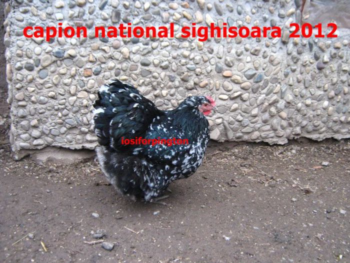 67 - CAPION NATIONAL SIGHISOARA 2012