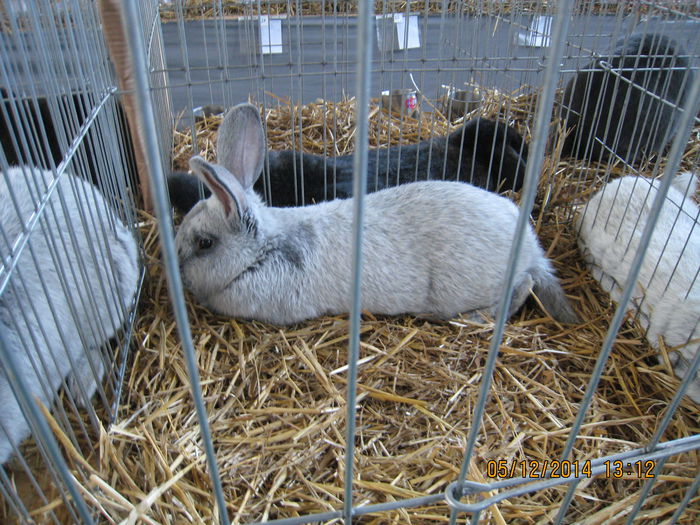 IMG_1340 - Expo Marghita 2014