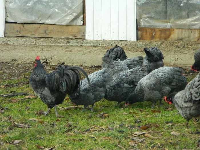 Max 017 - 03 AUSTRALORP albastru 2015