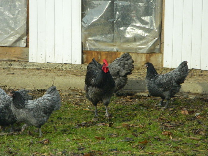 Max 019 - 03 AUSTRALORP albastru 2015