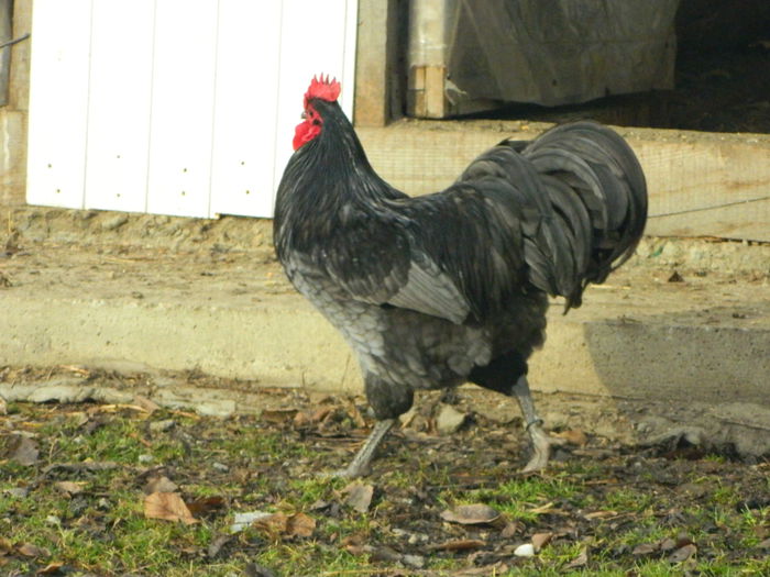 Max 021 - 03 AUSTRALORP albastru 2015