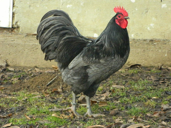 Max 025 - 03 AUSTRALORP albastru 2015