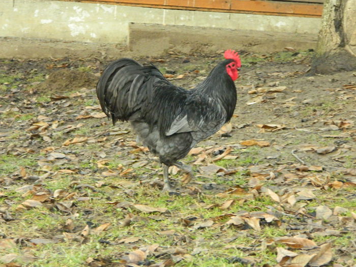 Max 027 - 03 AUSTRALORP albastru 2015