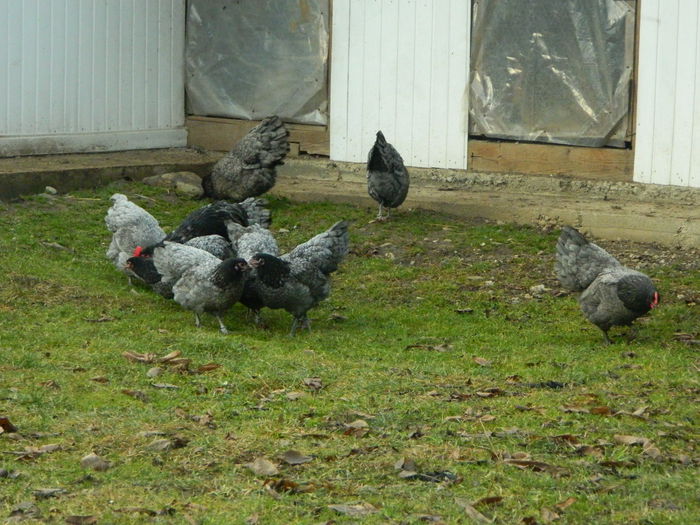 Max 028 - 03 AUSTRALORP albastru 2015