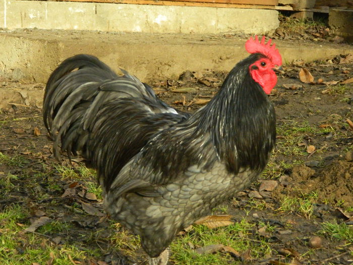 Max 036 - 03 AUSTRALORP albastru 2015