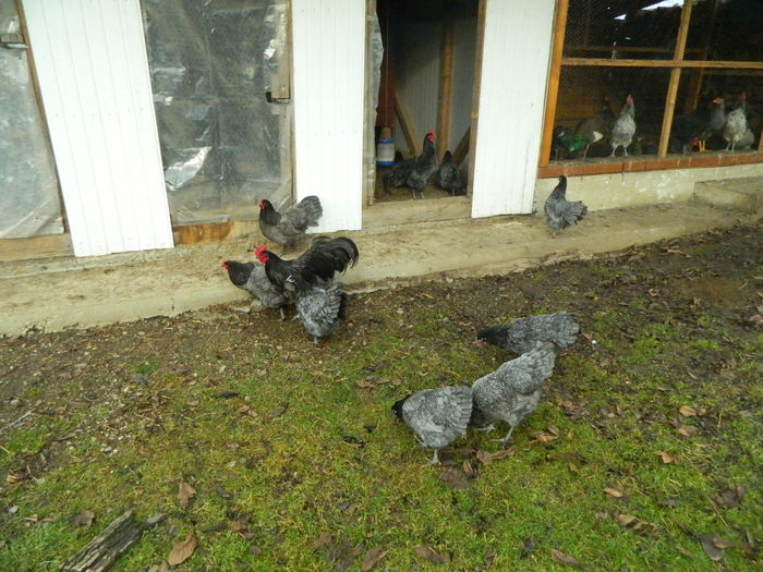 Max 037 - 03 AUSTRALORP albastru 2015