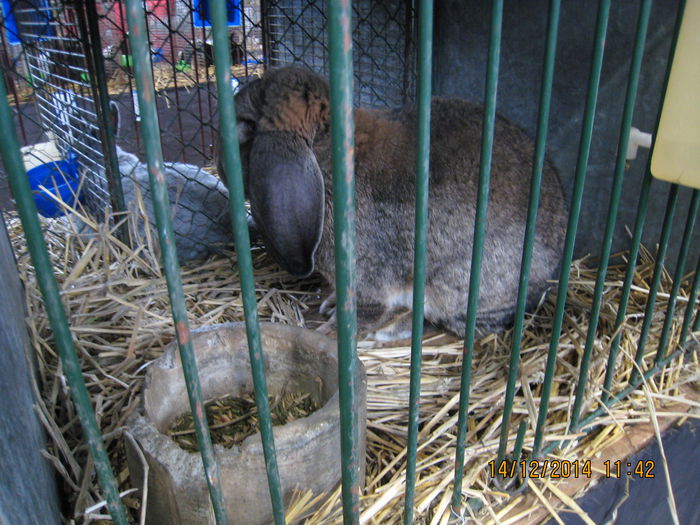 IMG_1674 - Expozitia Nationala din Ungaria 2014