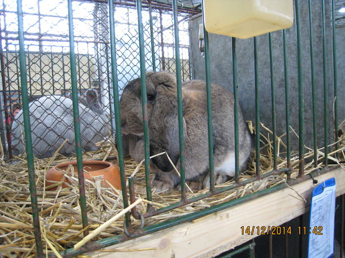 IMG_1675 - Expozitia Nationala din Ungaria 2014