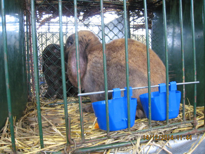 IMG_1685 - Expozitia Nationala din Ungaria 2014