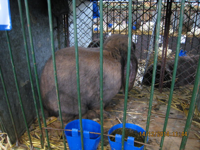 IMG_1686 - Expozitia Nationala din Ungaria 2014