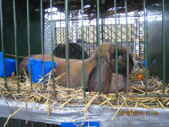 IMG_1687 - Expozitia Nationala din Ungaria 2014