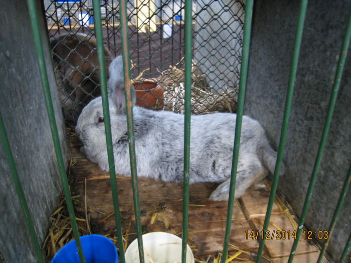 IMG_1725 - Expozitia Nationala din Ungaria 2014