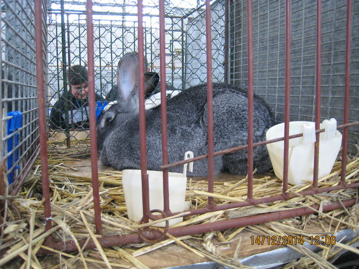 IMG_1729 - Expozitia Nationala din Ungaria 2014