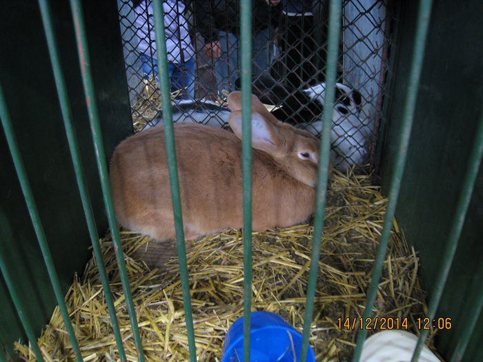 IMG_1730 - Expozitia Nationala din Ungaria 2014